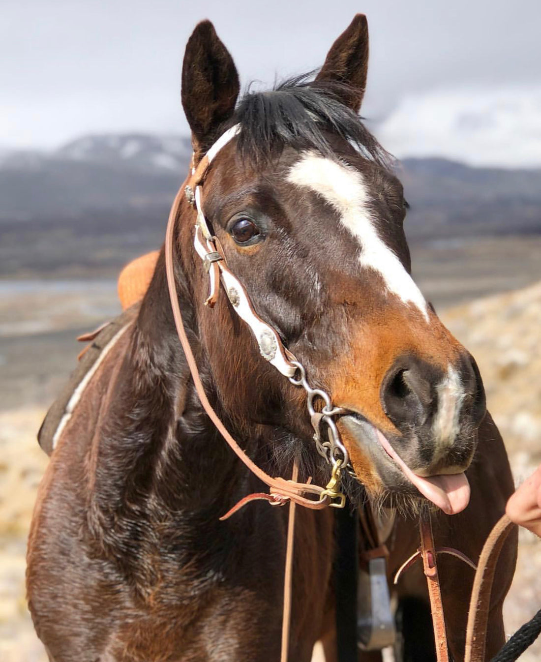 Barrel Race Jackpot Packing List (2-Day Race)